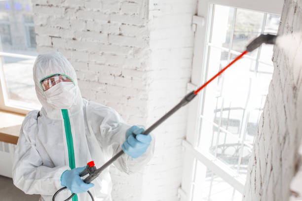 Mold Odor Removal Services in Westlake Village, IL